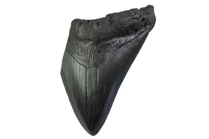 Partial, Fossil Megalodon Tooth - Serrated Blade #374955